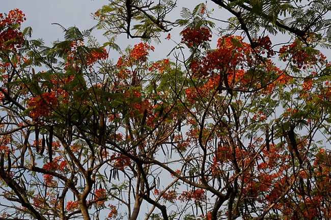 Suan Luang-JUN14-076